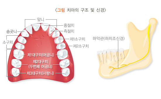 치아의 구조 및 신경