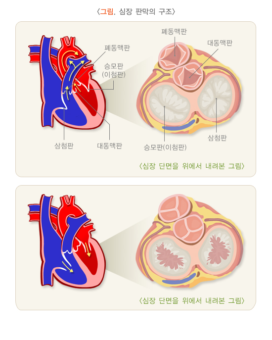 심장 판막의 구조